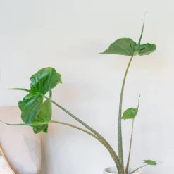 Alocasia 'Stingray' -Deals Green4Ever Store pl2000043240 card3 lg