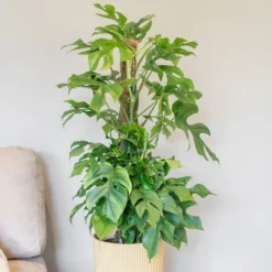 Rhaphidophora Tetrasperma -Deals Green4Ever Store pl2000043241 card3 lg