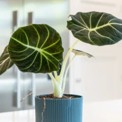 Alocasia 'Black Velvet' -Deals Green4Ever Store pl2000043242 card3 lg