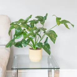Philodendron 'Fun Bun'