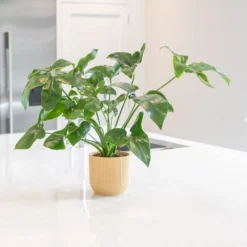 Philodendron 'Fun Bun' -Deals Green4Ever Store pl2000043243 card3 lg