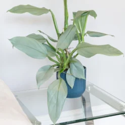Philodendron 'Silver Queen' -Deals Green4Ever Store pl2000043244 card3 lg