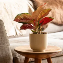 Aglaonema 'Star Orange' -Deals Green4Ever Store pl2000043247 card3 lg