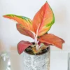 Aglaonema 'Red Star'