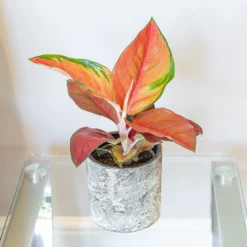 Aglaonema 'Red Star' -Deals Green4Ever Store pl2000043248 card3 lg