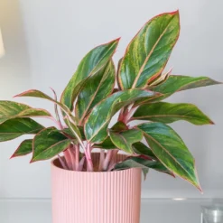 Aglaonema 'Star Light Pink' -Deals Green4Ever Store pl2000043249 card3 lg