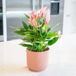 Anthurium 'Champion Lilli' -Deals Green4Ever Store pl2000043251 card3 lg