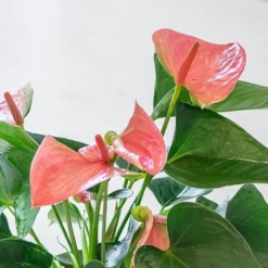 Anthurium Cherry Love Improved ('Ryn2007042') (PBR) -Deals Green4Ever Store pl2000043253 card2 lg