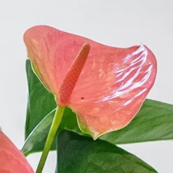 Anthurium Cherry Love Improved ('Ryn2007042') (PBR) -Deals Green4Ever Store pl2000043253 card3 lg