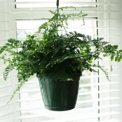 Asplenium 'Parvati' -Deals Green4Ever Store pl2000043255 card3 lg
