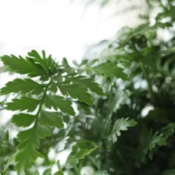 Asplenium 'Parvati' -Deals Green4Ever Store pl2000043255 card4 lg