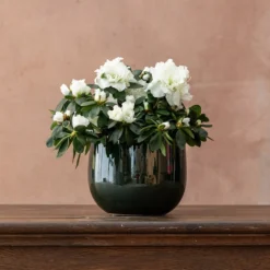 Azalea Flandresse 'White' -Deals Green4Ever Store pl2000043256 card3 lg