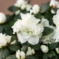 Azalea Flandresse 'White' -Deals Green4Ever Store pl2000043256 card4 lg