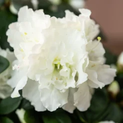 Azalea Flandresse 'White' -Deals Green4Ever Store pl2000043256 card5 lg