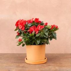 Azalea Flandresse 'Red' -Deals Green4Ever Store pl2000043257 card2 lg
