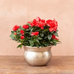 Azalea Flandresse 'Red' -Deals Green4Ever Store pl2000043257 card3 lg