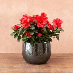 Azalea Flandresse 'Red' -Deals Green4Ever Store pl2000043257 card4 lg
