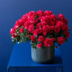 Azalea Flandresse 'Red' -Deals Green4Ever Store pl2000043257 card6 lg