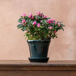 Azalea Flandresse 'Pink' -Deals Green4Ever Store pl2000043258 card2 lg