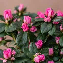 Azalea Flandresse 'Pink' -Deals Green4Ever Store pl2000043258 card3 lg