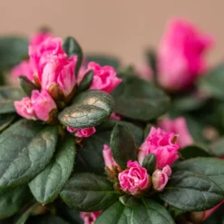 Azalea Flandresse 'Pink' -Deals Green4Ever Store pl2000043258 card4 lg