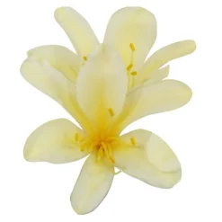 Clivia Miniata Var. Citrina -Deals Green4Ever Store pl2000043261 card2 lg