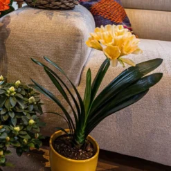 Clivia Miniata Var. Citrina -Deals Green4Ever Store pl2000043261 card3 lg