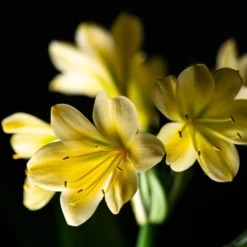 Clivia Miniata Var. Citrina -Deals Green4Ever Store pl2000043261 card4 lg