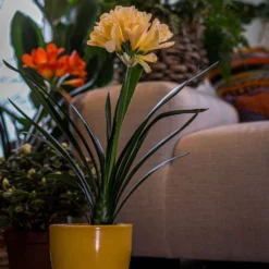 Clivia Miniata Var. Citrina -Deals Green4Ever Store pl2000043261 card5 lg