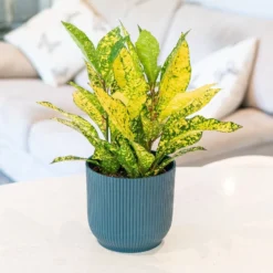 Codiaeum Variegatum Var. Pictum 'Gold Sun'