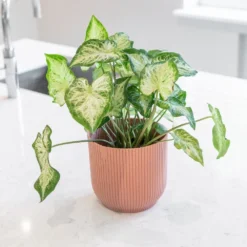 Caladium 'White Delight' -Deals Green4Ever Store pl2000043272 card3 lg