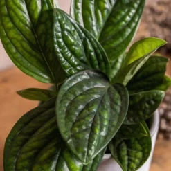 Epipremnum Pinnatum Marble Planet ('PPIEPI003') (PBR) -Deals Green4Ever Store pl2000043275 card3 lg