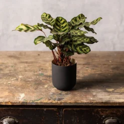 Goeppertia Makoyana -Deals Green4Ever Store pl2000043282 card3 lg