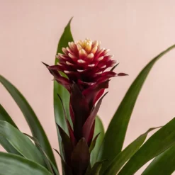 Guzmania Lingulata 'Francesca' -Deals Green4Ever Store pl2000043283 card2 lg