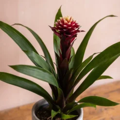 Guzmania Lingulata 'Francesca' -Deals Green4Ever Store pl2000043283 card3 lg