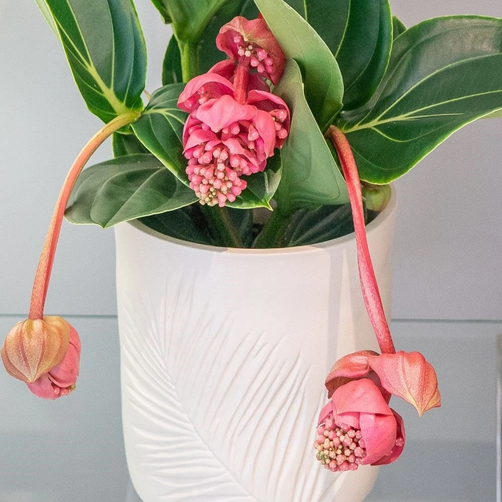 Medinilla Magnifica 'Lambada' 2 Medinilla Magnifica 'Lambada' - Image 2