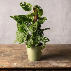 Monstera 'Monkey Leaf' -Deals Green4Ever Store pl2000043286 card3 lg