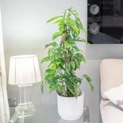 Monstera Adansonii -Deals Green4Ever Store pl2000043287 card3 lg