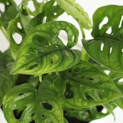 Monstera Adansonii -Deals Green4Ever Store pl2000043287 card4 lg