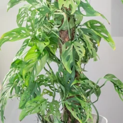 Monstera Adansonii -Deals Green4Ever Store pl2000043287 card5 lg