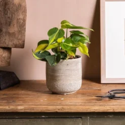 Philodendron Scandens 'Brasil'