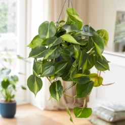 Philodendron Scandens 'Brasil' -Deals Green4Ever Store pl2000043288 card3 lg