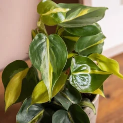 Philodendron Scandens 'Brasil' -Deals Green4Ever Store pl2000043288 card4 lg