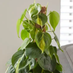Philodendron Scandens 'Brasil' -Deals Green4Ever Store pl2000043288 card5 lg