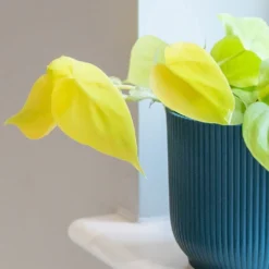 Philodendron Scandens 'Micans Lime' -Deals Green4Ever Store pl2000043289 card3 lg