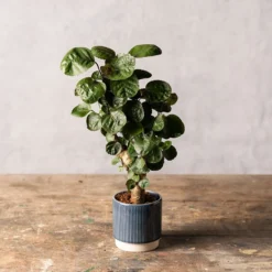 Deals Green4Ever Store 41 Polyscias 'Fabian'