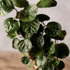 Deals Green4Ever Store -Deals Green4Ever Store pl2000043294 card2 lg