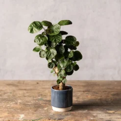 Polyscias 'Fabian' -Deals Green4Ever Store pl2000043294 card3 lg