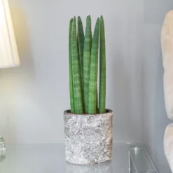 Sansevieria Cylindrica 'Straight' -Deals Green4Ever Store pl2000043297 card3 lg