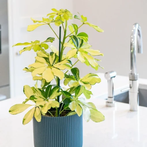 Schefflera Arboricola 'Melanie' 5 Schefflera Arboricola 'Melanie' -Deals Green4Ever Store pl2000043301